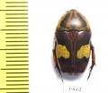 Pedinorrhina trivittata  South Africa Rep. - INSECTS-STORE.RU