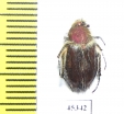 Eulasia sp.  Turkey, Bingol  - INSECTS-STORE.RU