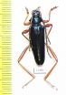 Cerambycidae sp.  Togo - INSECTS-STORE.RU