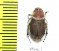 Eulasia sp.  Turkey, Bingol  - INSECTS-STORE.RU