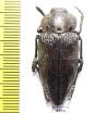 Capnodis miliaris metallica  Kazakhstan - INSECTS-STORE.RU