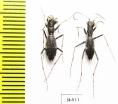 Dromica sp.  Zambia - INSECTS-STORE.RU