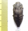 Capnodis tenebrionis  Russia, Volgograd reg. - INSECTS-STORE.RU