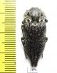Capnodis excisa  Uzbekistan - INSECTS-STORE.RU