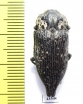 Capnodis excisa  Uzbekistan - INSECTS-STORE.RU