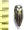 Julodella kaufmanni  Tajikistan - INSECTS-STORE.RU