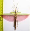 Phasmatodea sp.  Australia  116mm - INSECTS-STORE.RU