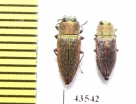 Anthaxia senicula, pair  Kazakhstan - INSECTS-STORE.RU