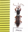 Brentidae sp.  South Africa Rep. - INSECTS-STORE.RU