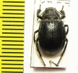 Platyope unicolor  Kazakhstan - INSECTS-STORE.RU