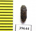 Buprestidae sp.  South Africa Rep. - INSECTS-STORE.RU