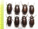 Melolonthinae sp.  Mali - INSECTS-STORE.RU