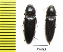 Elateridae sp.  South Africa Rep.   - INSECTS-STORE.RU