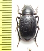 Sternoplax bogatschevi  Uzbekistan - INSECTS-STORE.RU