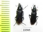 Melyridae sp.  Peru - INSECTS-STORE.RU