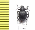 Lasiostola laticollis  Uzbekistan - INSECTS-STORE.RU