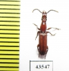 Brentidae sp.  South Africa Rep. - INSECTS-STORE.RU