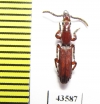 Brentidae sp.  South Africa Rep. - INSECTS-STORE.RU