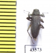 Elmidae sp.  South Africa Rep. - INSECTS-STORE.RU