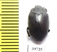 Monomma sp.  South Africa Rep. - INSECTS-STORE.RU