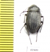 Lasiostola amseli  Afghanistan - INSECTS-STORE.RU