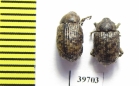Curculionidae sp.  South Africa Rep. - INSECTS-STORE.RU