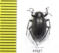 Lasiostola carinata  Kazakhstan - INSECTS-STORE.RU