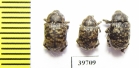 Curculionidae sp.  South Africa Rep. - INSECTS-STORE.RU