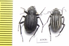 Lasiostola pubescens  Kazakhstan - INSECTS-STORE.RU
