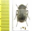 Lasiostola amseli  Afghanistan - INSECTS-STORE.RU