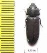 Trogossitidae sp.  South Africa Rep. - INSECTS-STORE.RU
