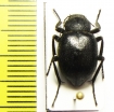 Lasiostola granulata  Kyrgyzstan - INSECTS-STORE.RU