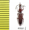 Brentidae sp.  South Africa Rep. - INSECTS-STORE.RU