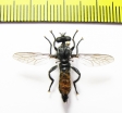 Asilidae, Choerades gilva  Russia, Tver reg. - INSECTS-STORE.RU