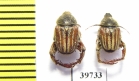 Hopliini sp.  South Africa Rep. - INSECTS-STORE.RU