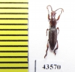 Brentidae sp.  South Africa Rep. - INSECTS-STORE.RU