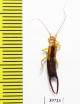 Dermaptera sp.  South Africa Rep. - INSECTS-STORE.RU