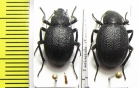Lasiostola zarjanovi, pair  Kazakhstan - INSECTS-STORE.RU