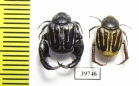 Hopliini sp., pair  South Africa Rep. - INSECTS-STORE.RU