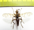 Diptera sp.  South Africa Rep. - INSECTS-STORE.RU
