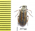 Meloidae sp.  South Africa Rep. - INSECTS-STORE.RU