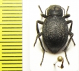 Lasiostola zarjanovi  Kazakhstan - INSECTS-STORE.RU