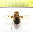 Diptera sp.  Madagascar - INSECTS-STORE.RU