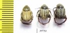 Hopliini sp.  South Africa Rep. - INSECTS-STORE.RU