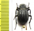 Lasiostola pubescens  Kazakhstan - INSECTS-STORE.RU