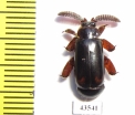 Paussinae sp.  South Africa Rep. - INSECTS-STORE.RU