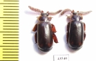 Paussinae sp.  South Africa Rep. - INSECTS-STORE.RU