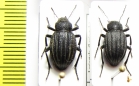 Lasiostola pubescens, pair  Kazakhstan - INSECTS-STORE.RU