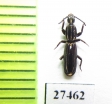 Rhyzodiastes bipunctatus  Solomon isls. - INSECTS-STORE.RU
