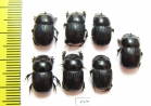 Scarabaeinae sp.  Peru - INSECTS-STORE.RU